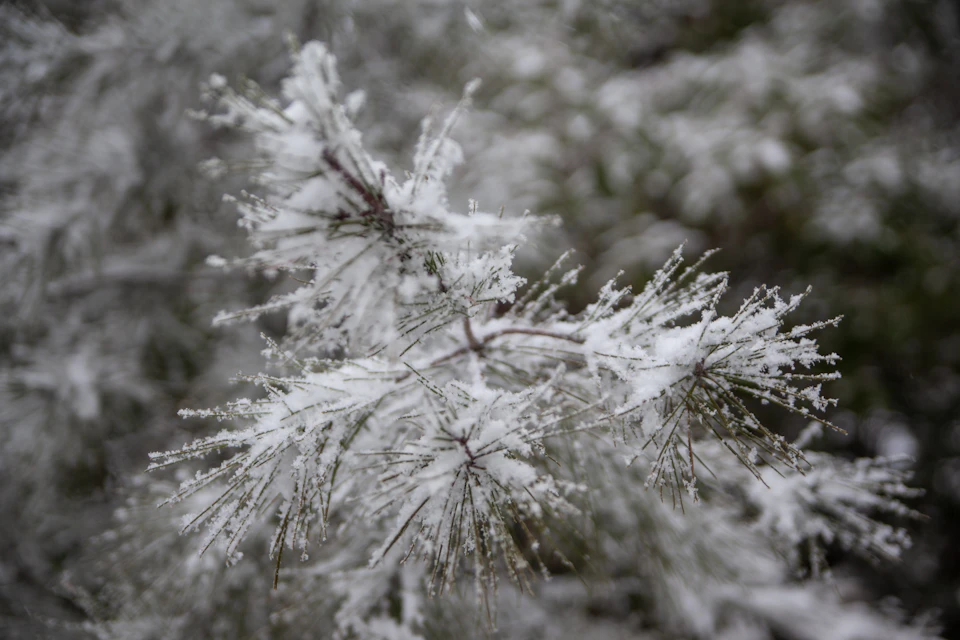 Close-up view of a pine tree branch covered in snow with frozen branches and needles