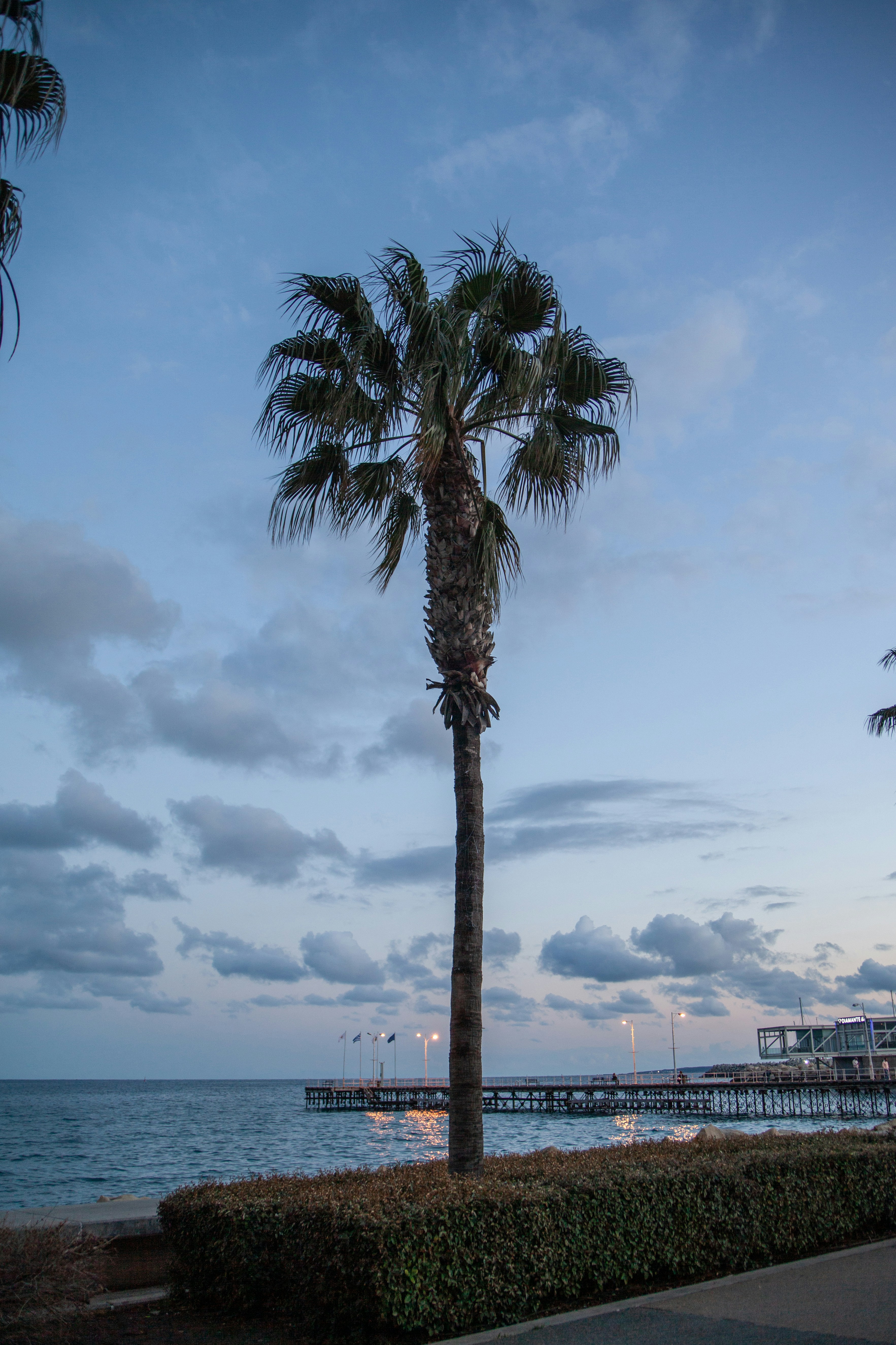 a palm tree sitting next to a large body of water