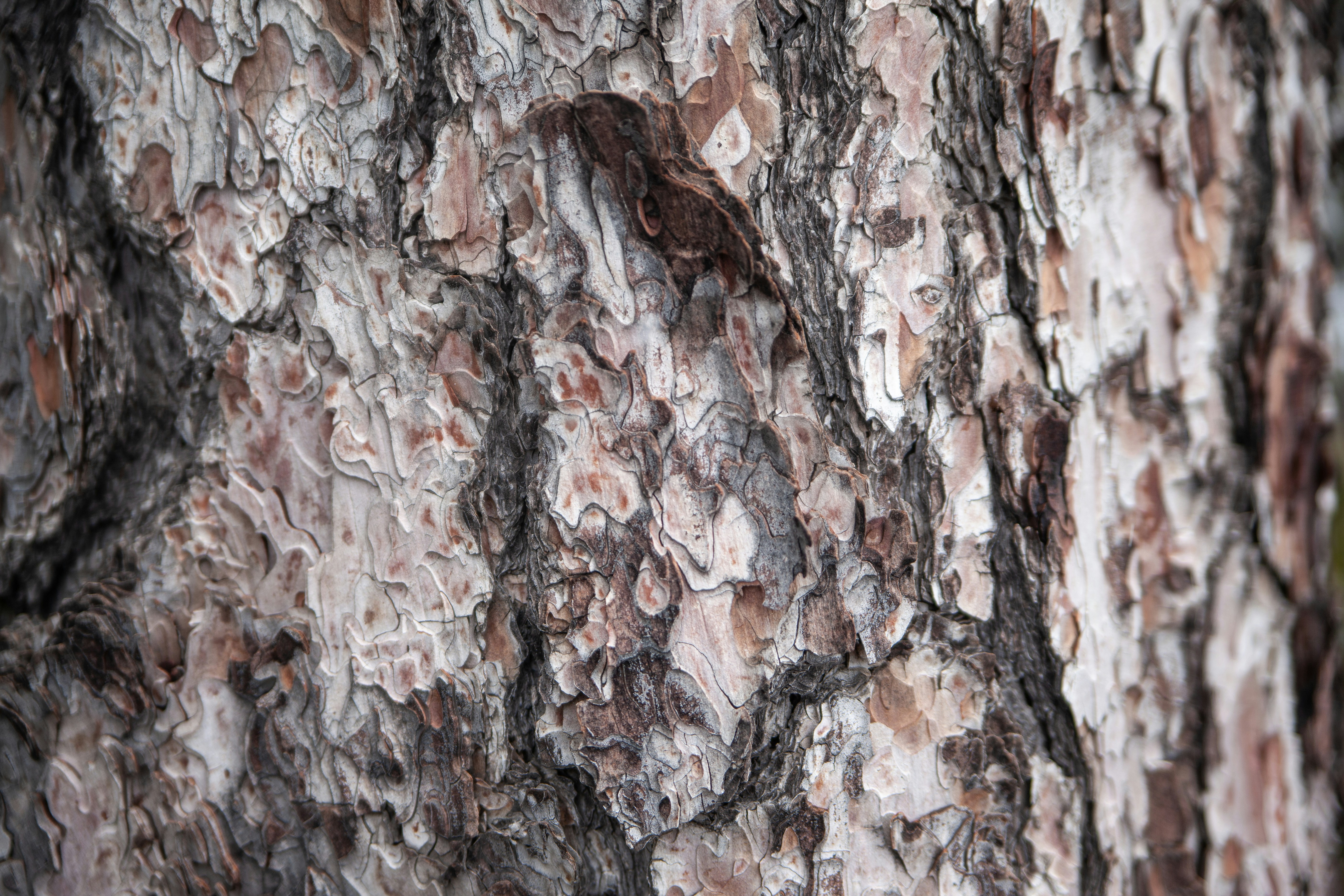 Troodos Mountains – Cultural & Historical Context