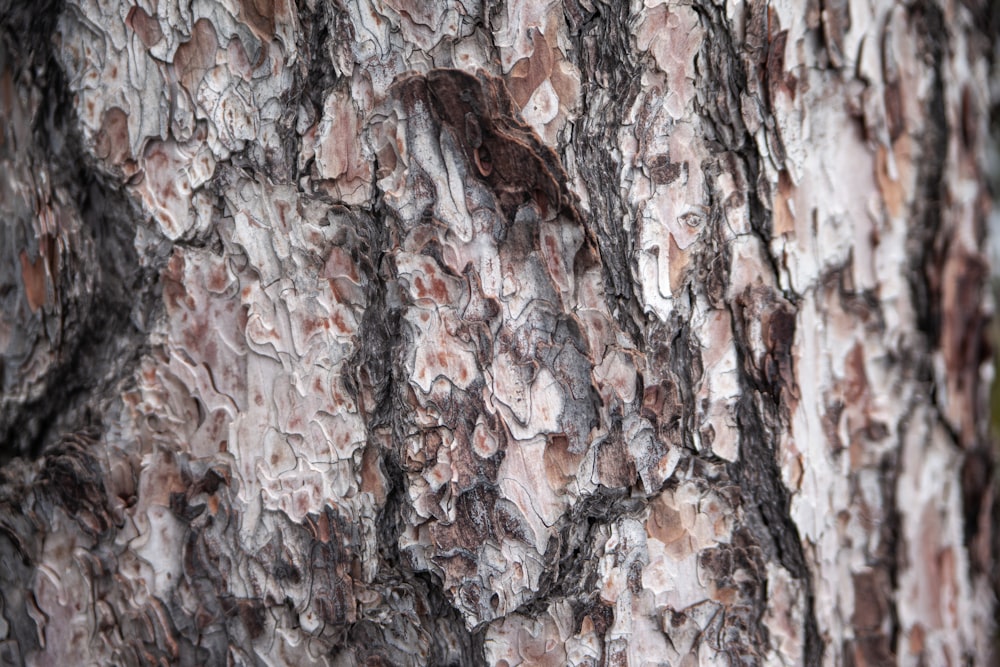 a close up of the bark of a tree