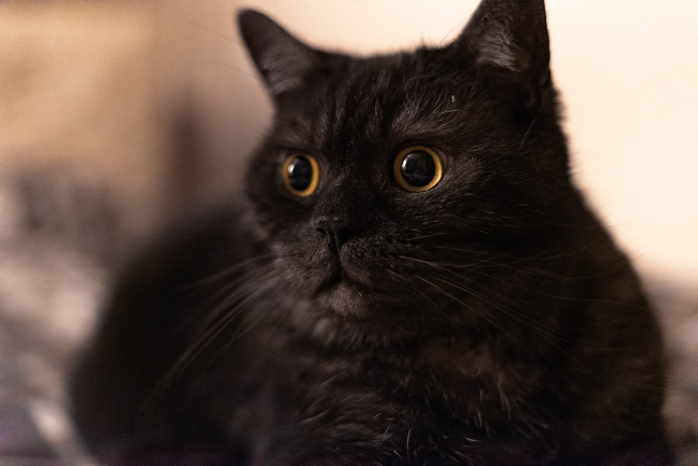 a close up of a cat laying on a bed