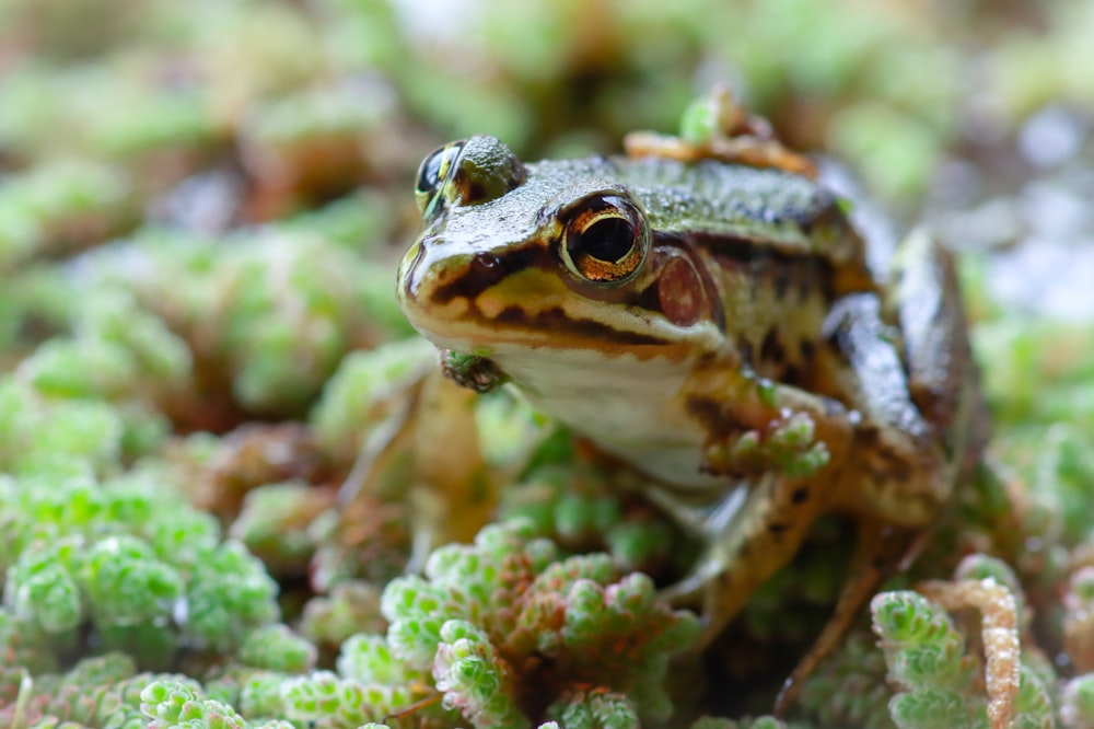 a frog sitting on top of a green plant