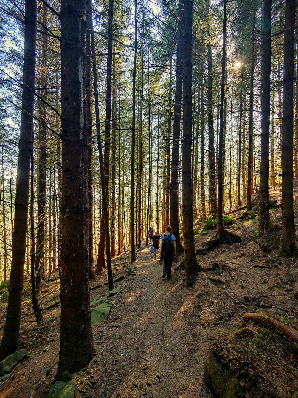 a group of people walking through a forest