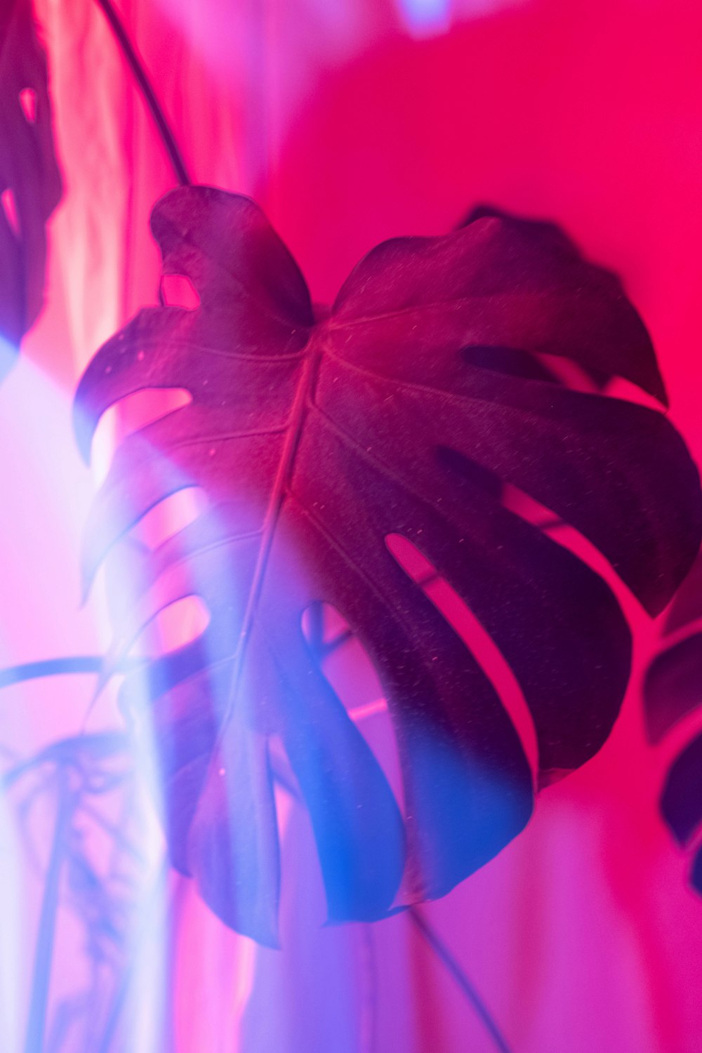 a close up of a plant in a glass vase