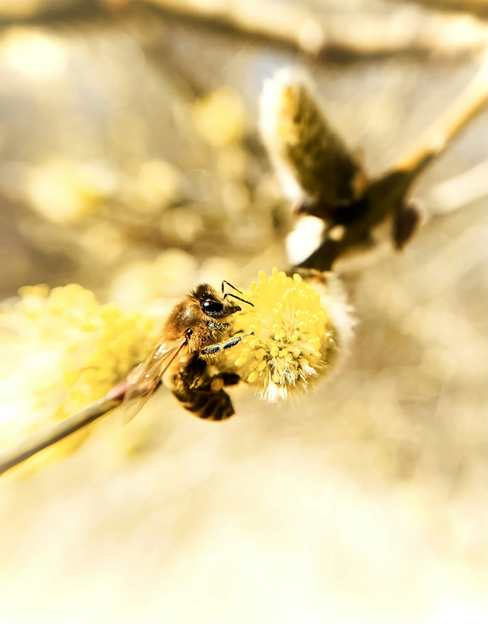 a close up of a flower with a bee on it