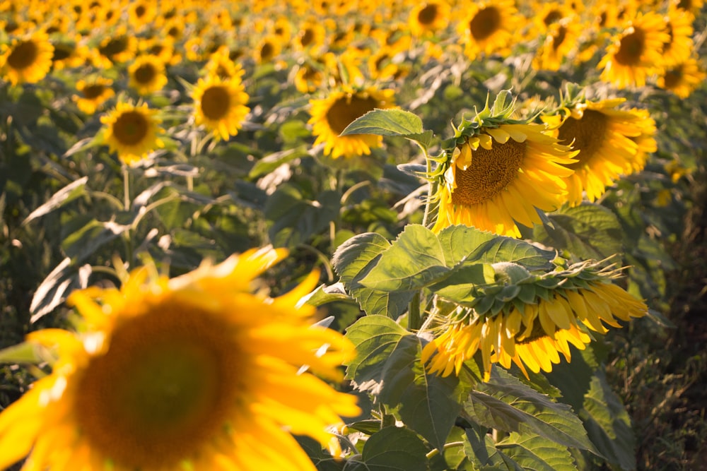 Ein großes Sonnenblumenfeld an einem sonnigen Tag