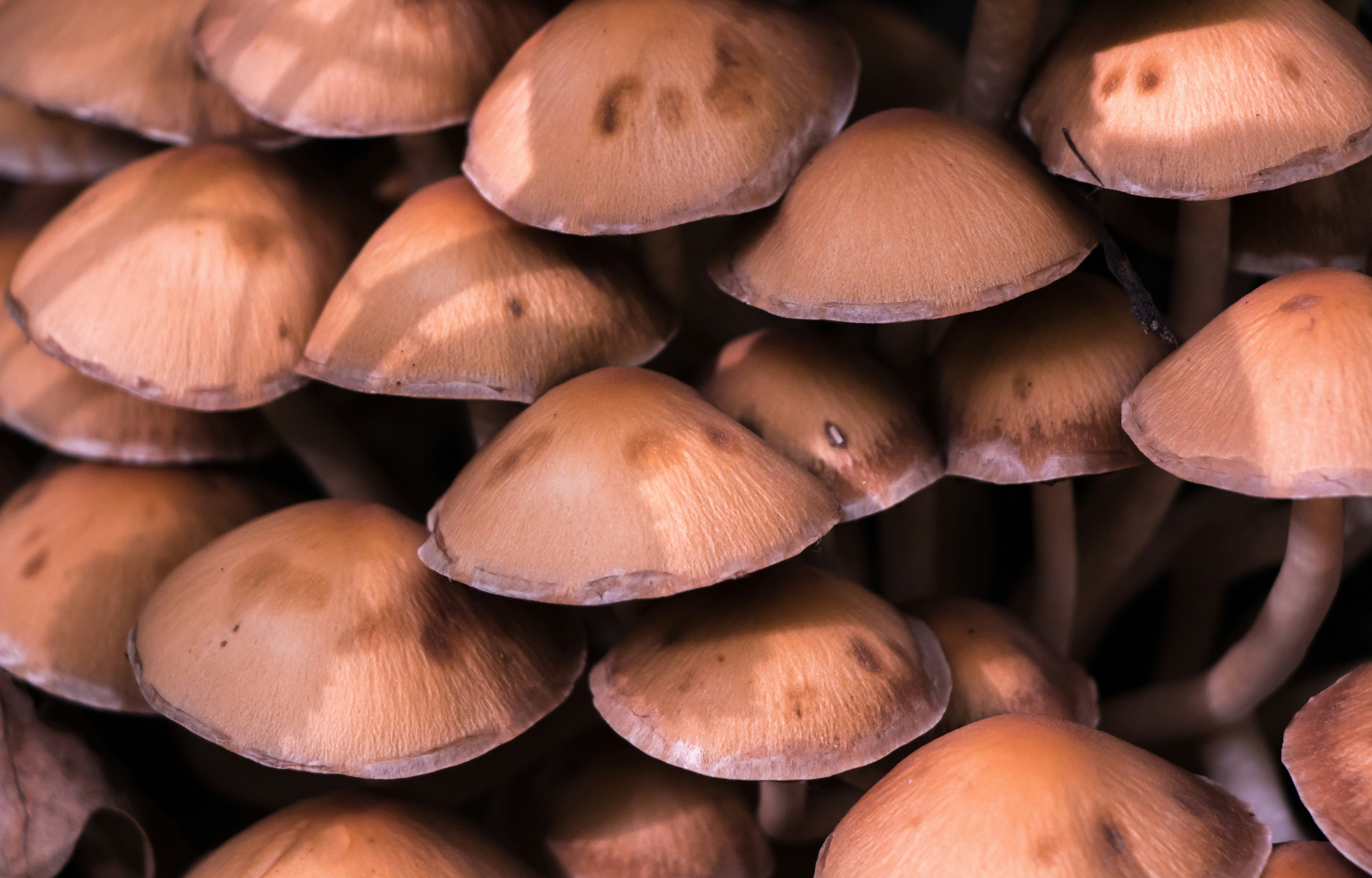 a bunch of mushrooms that are brown in color