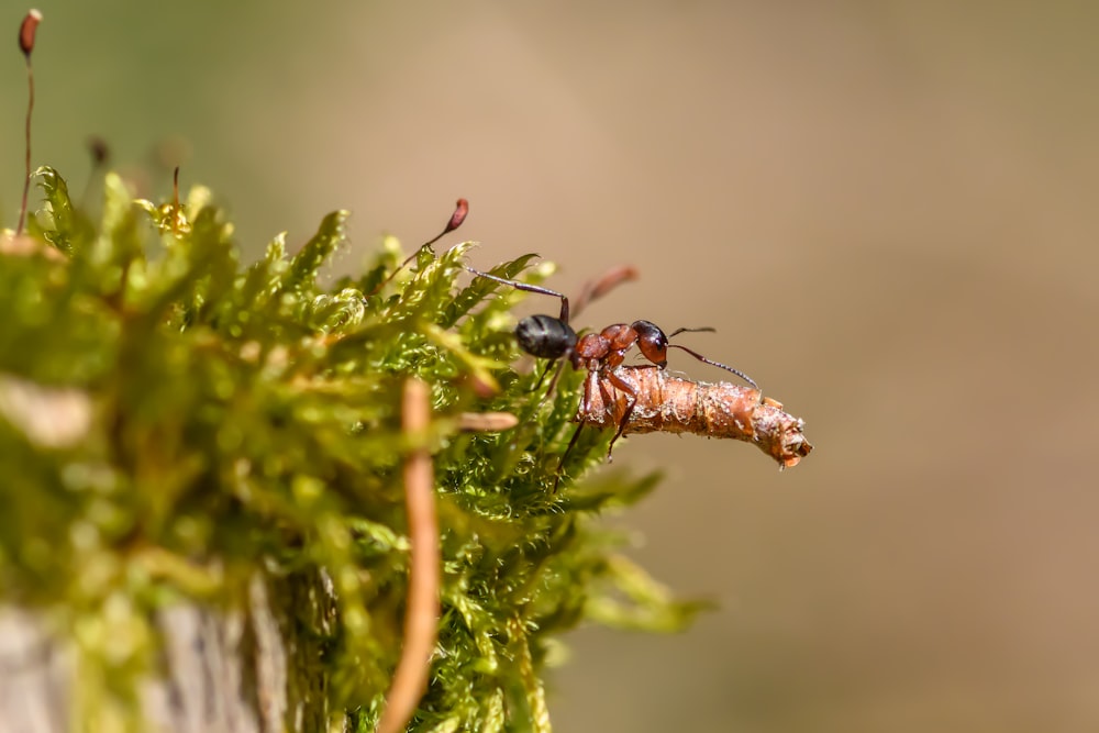 a close up of a bug on a plant