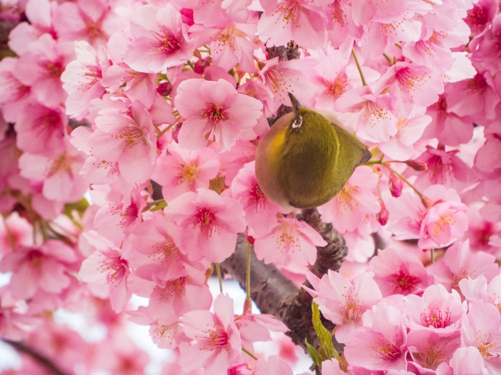 a bird is perched on a branch of a cherry blossom tree