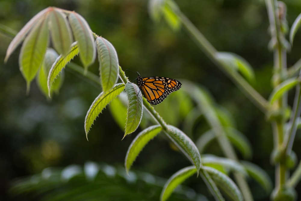 a close up of a butterfly on a leaf