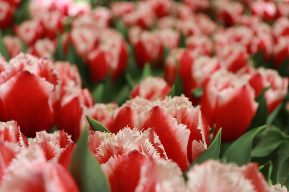 a field of red and white tulips with green leaves