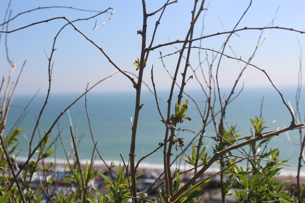 a view of the ocean through the branches of a tree