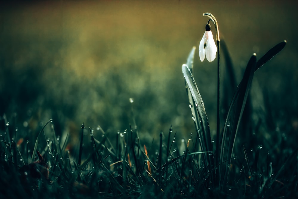 a single white flower with water droplets on it