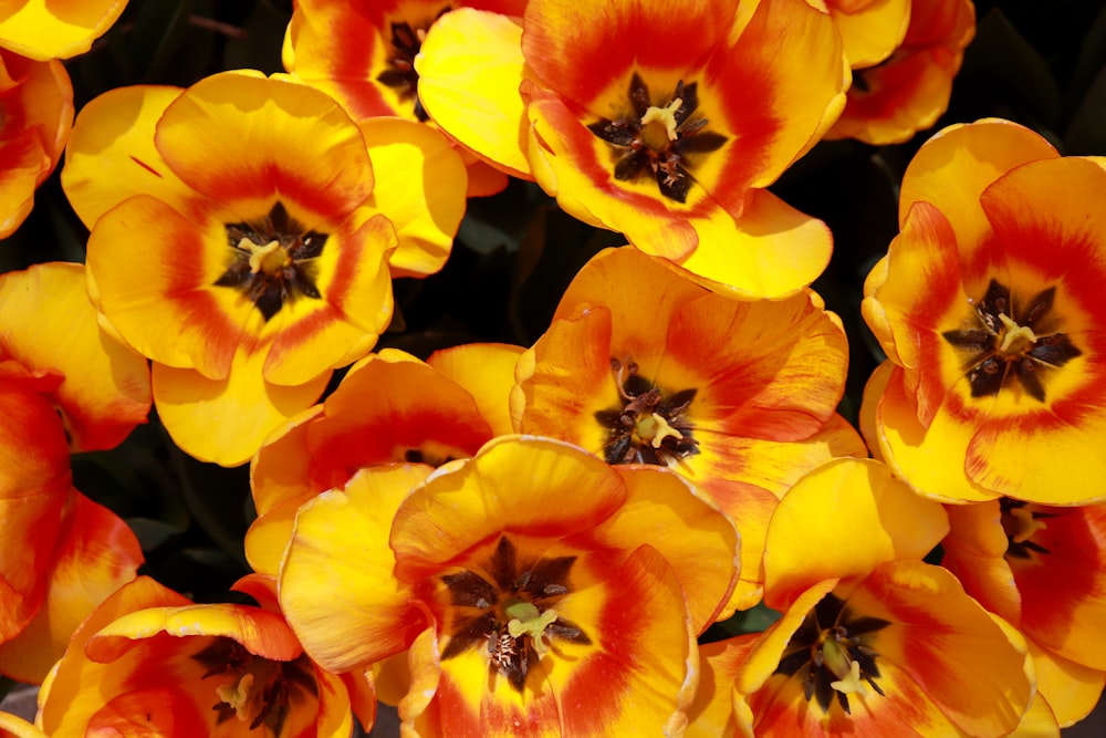a bunch of yellow and red flowers in a vase