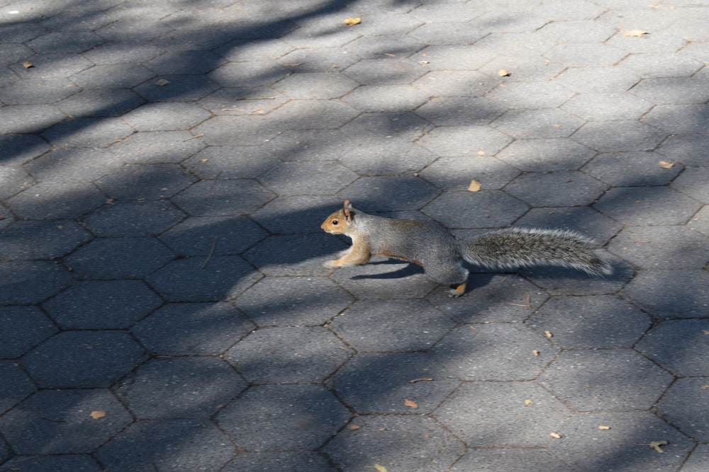 a squirrel is walking on a sidewalk in the shade