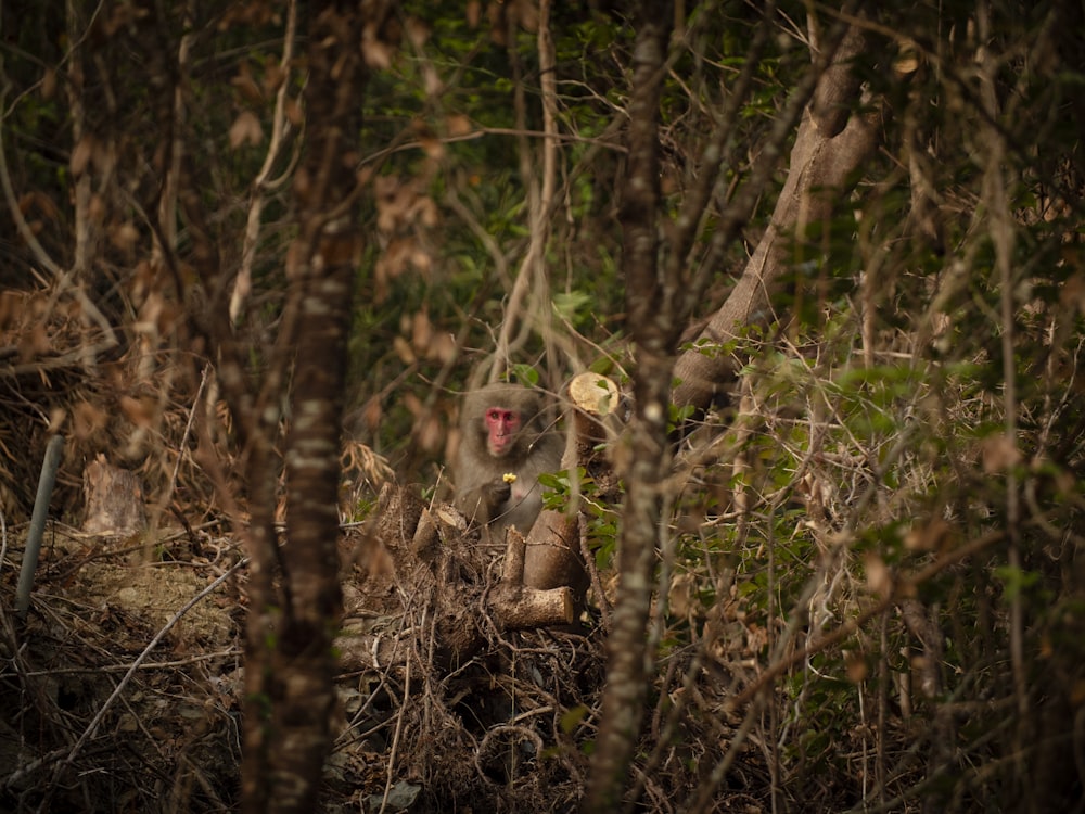a monkey sitting in the middle of a forest