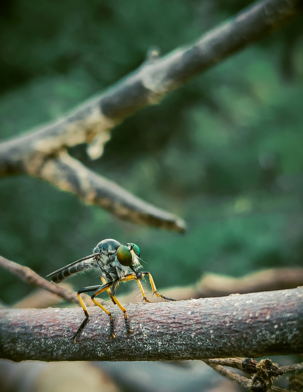 Una mosca sentada en la cima de la rama de un árbol