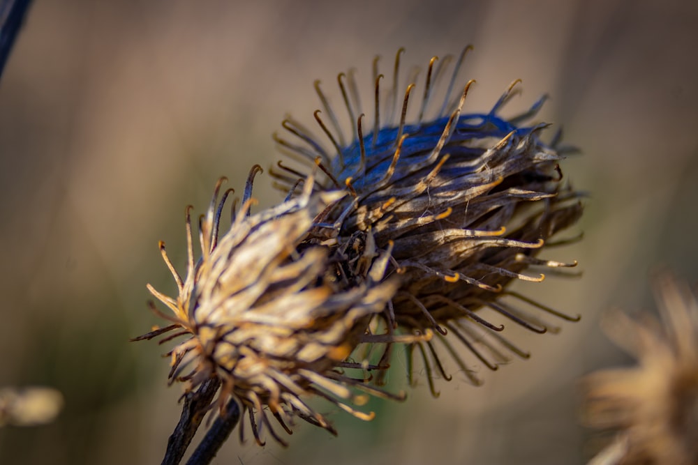 a close up of a flower with a blurry background