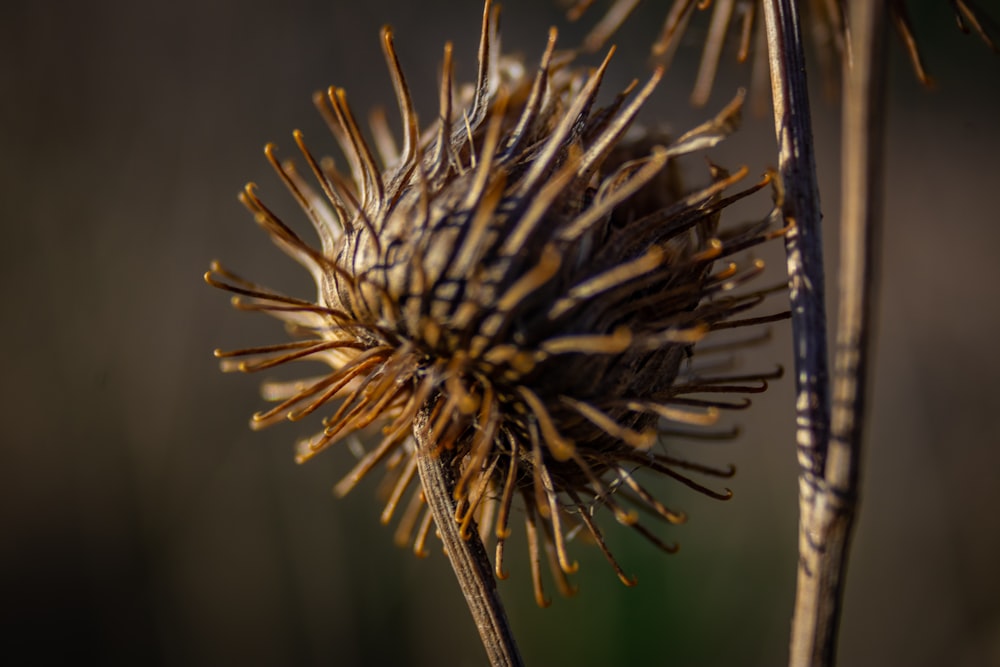 a close up of a plant with long needles