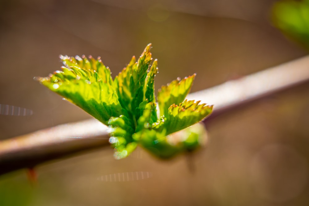 a close up of a green leaf on a branch