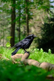 a black bird sitting on a log in the woods