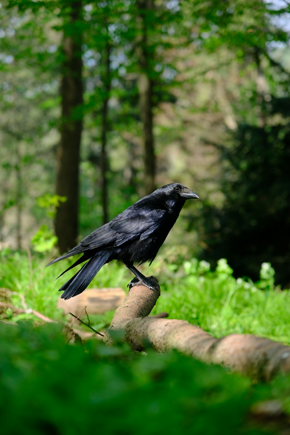 a black bird sitting on a log in the woods