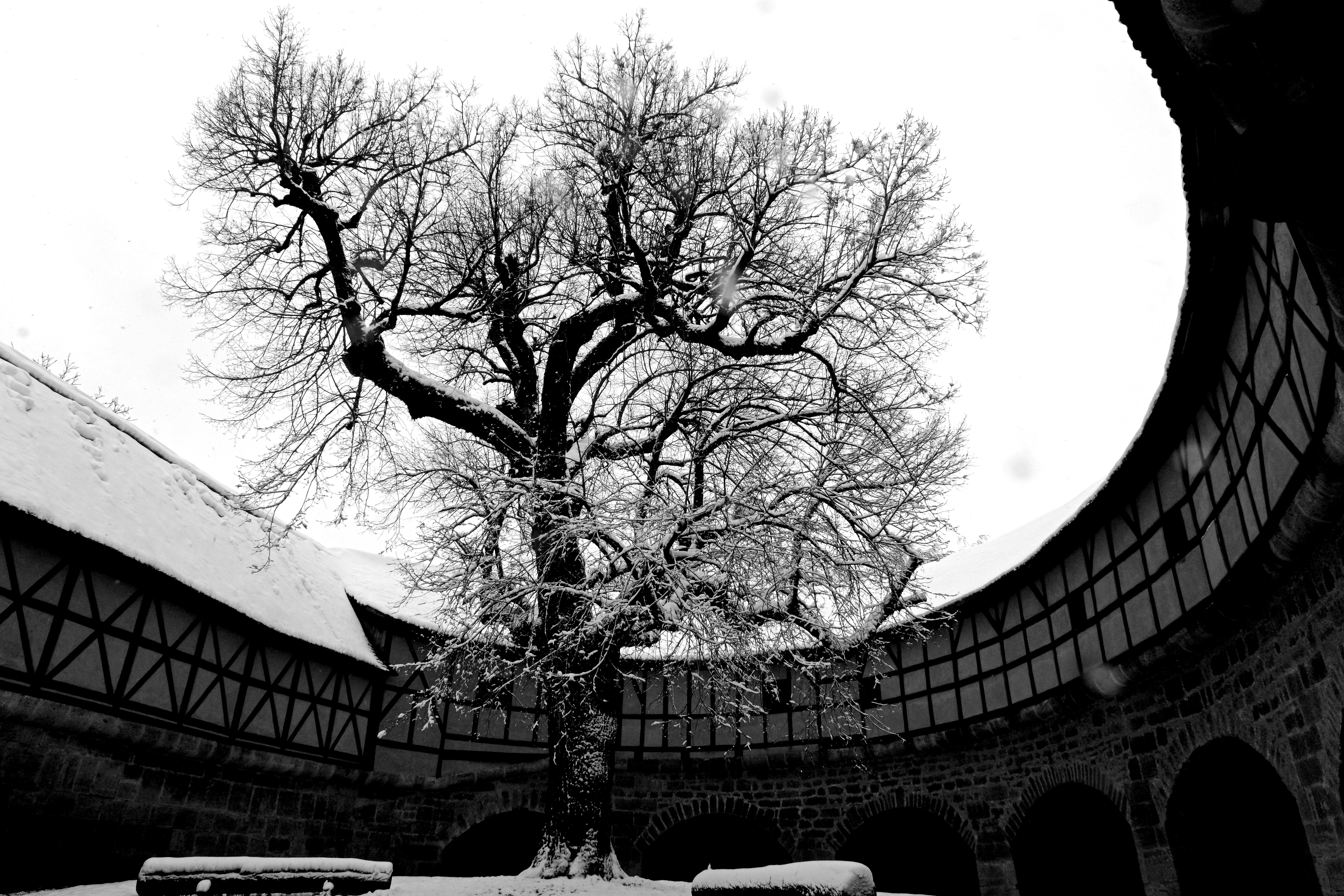 a black and white photo of a tree in a courtyard