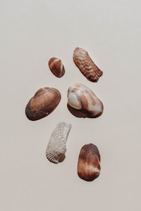 A set of traditional Búzios shells on a cloth.