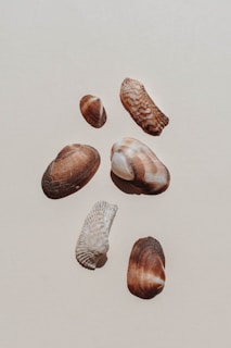 Several seashells are arranged on a light, textured surface. The shells vary in size and pattern, displaying shades of brown and white with intricate ridges and curves.