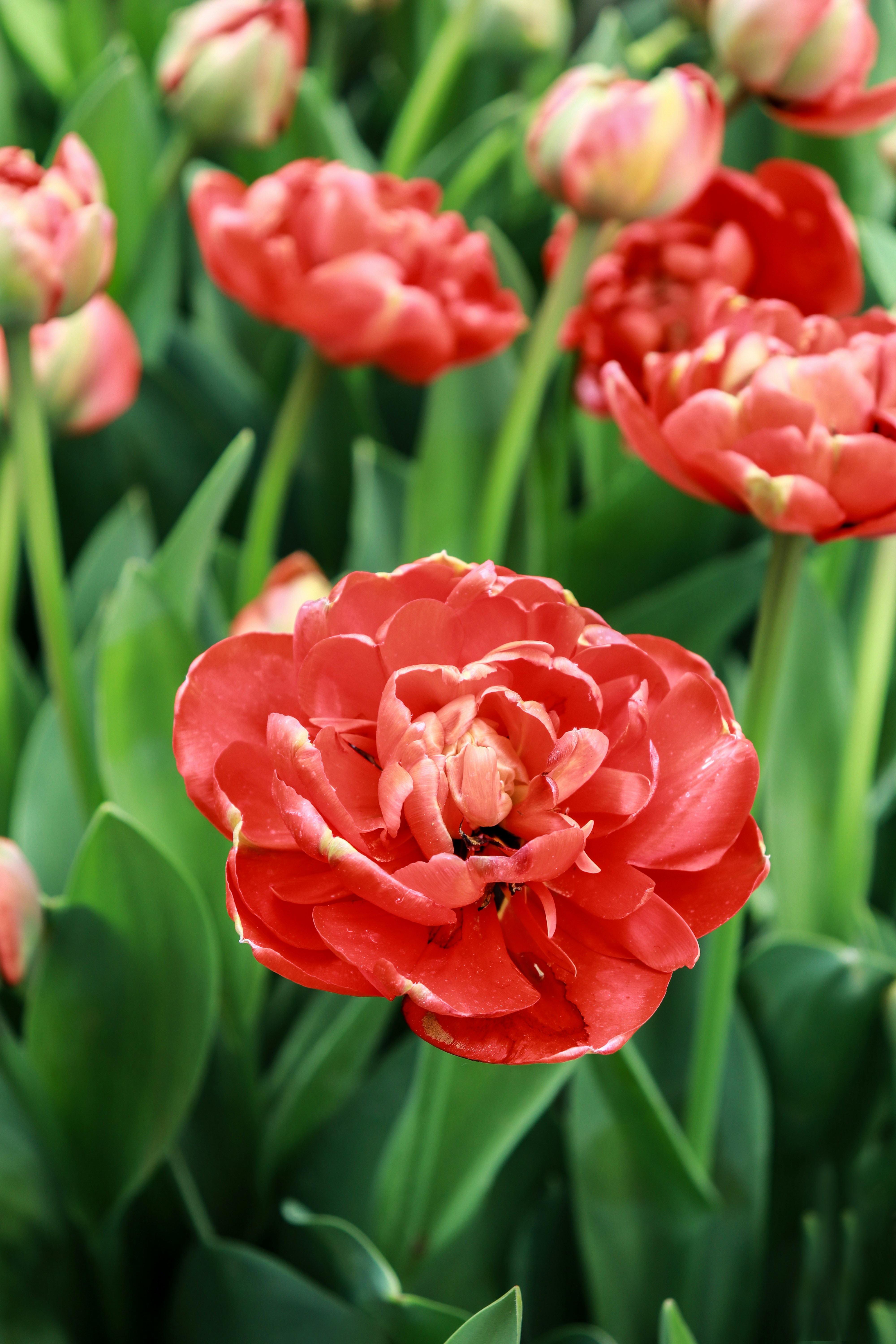 a group of red flowers with green leaves