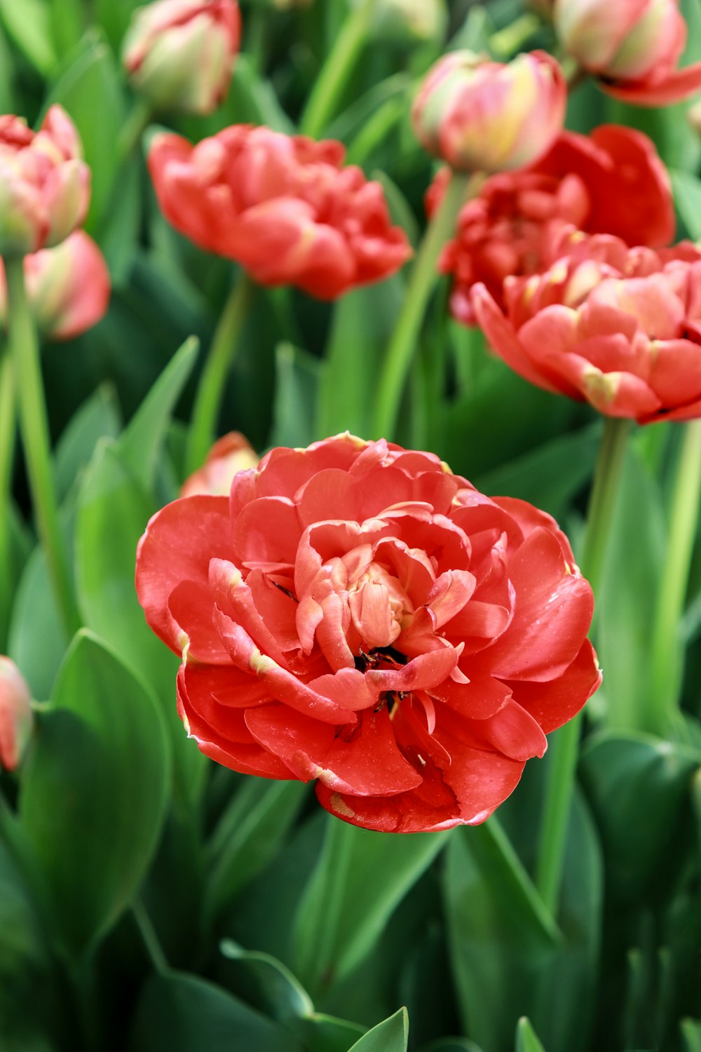 a group of red flowers with green leaves