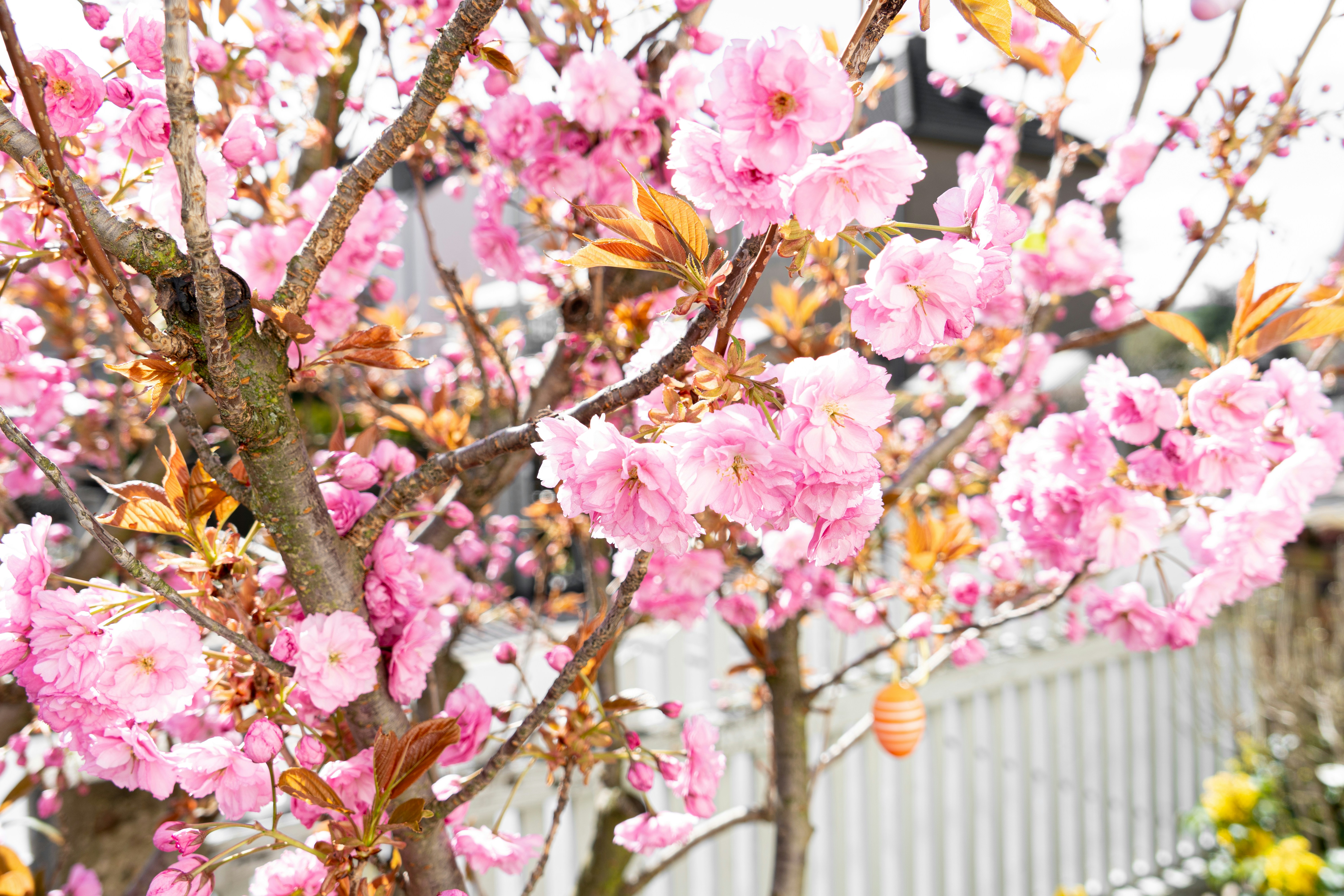 Photo by eskandthewood