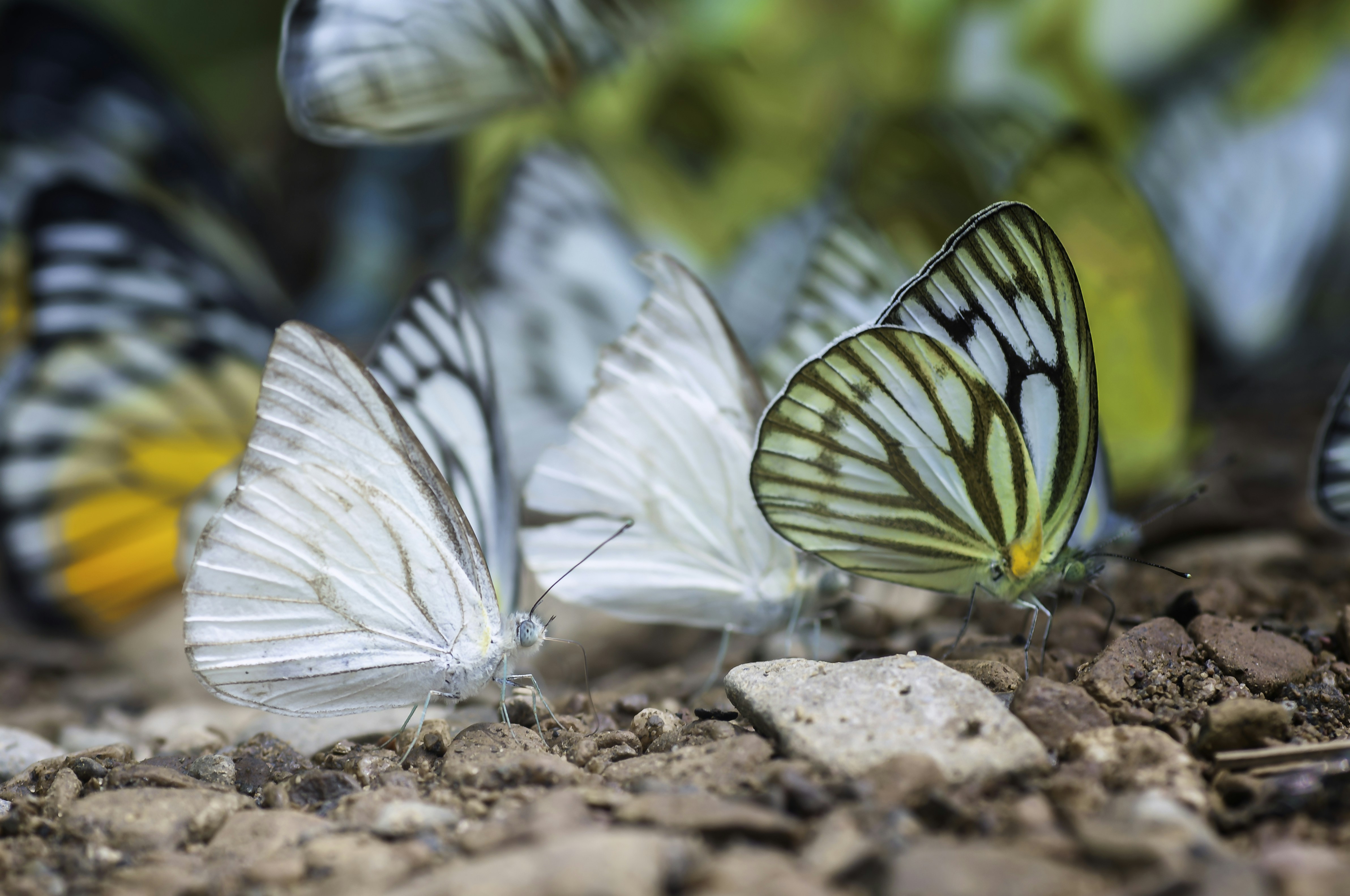 a group of butterflies that are sitting on the ground