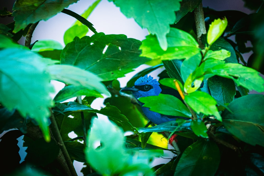 a blue bird sitting on top of a green leaf covered tree