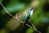 a green and white bird sitting on a tree branch