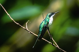 a green and white bird sitting on a tree branch