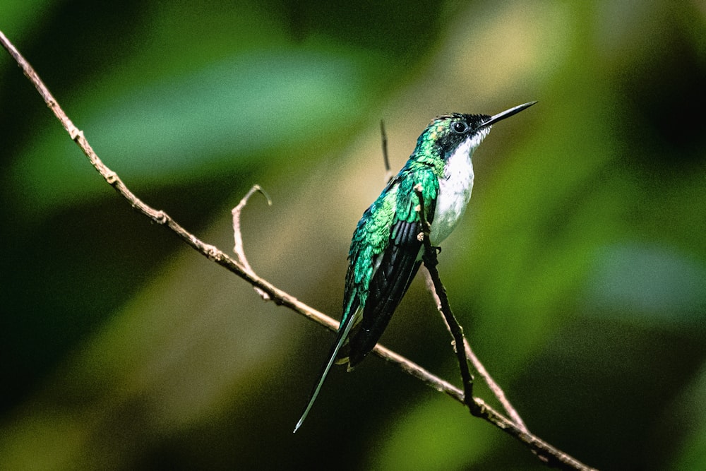 a green and white bird sitting on a tree branch
