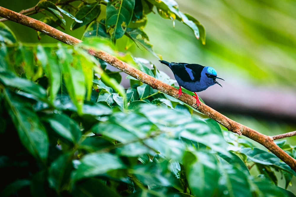 a small bird perched on a tree branch