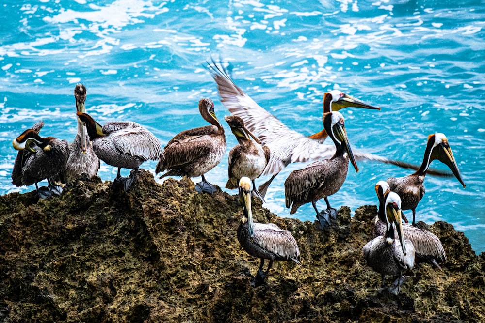 a flock of seagulls standing next to a body of water