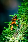 a green frog on a leaf