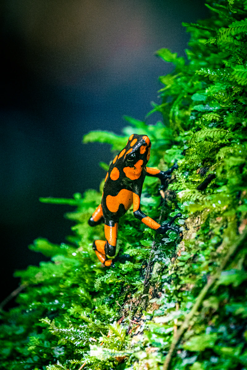 Golden Poison Frog (Phyllobates terribilis) in natural habitat