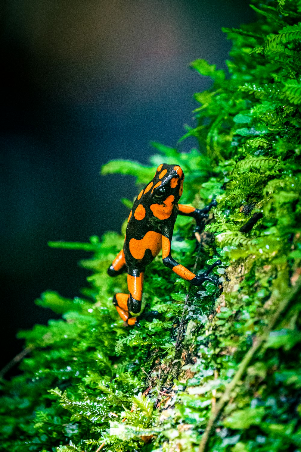 a green frog on a leaf