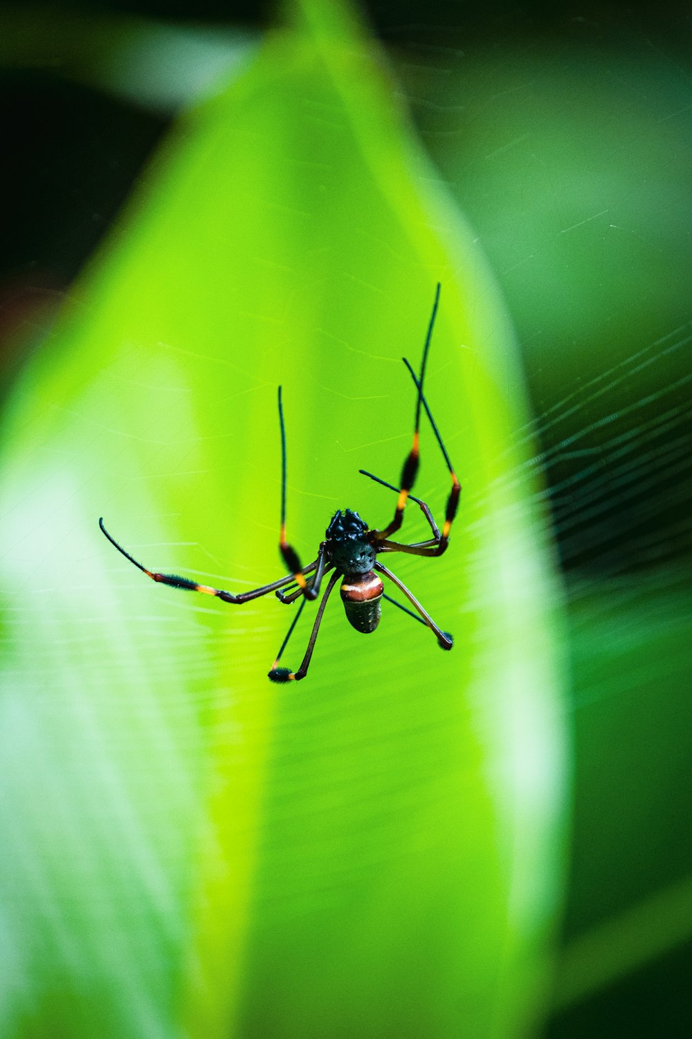 a close up of a spider on a green leaf