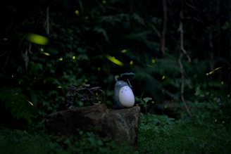 a bird sitting on top of a rock in a forest