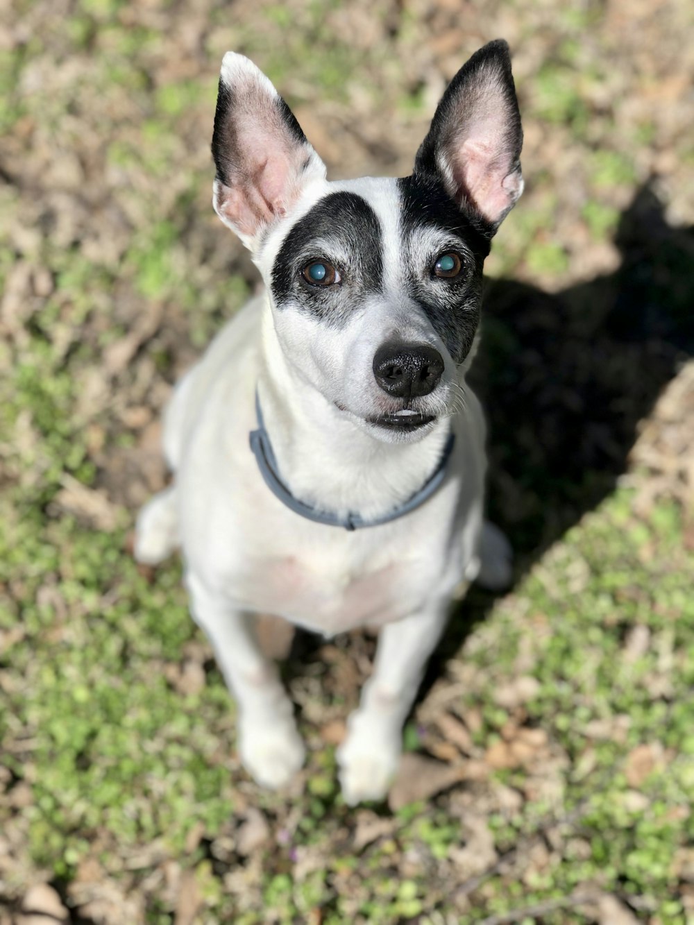 a small white and black dog sitting on top of a grass covered field