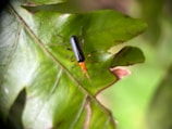 A small beetle with an orange head and black body is perched on a green leaf. The insect's antennae are long and thin, and the background is blurred, highlighting the beetle and the leaf's texture and color variations.