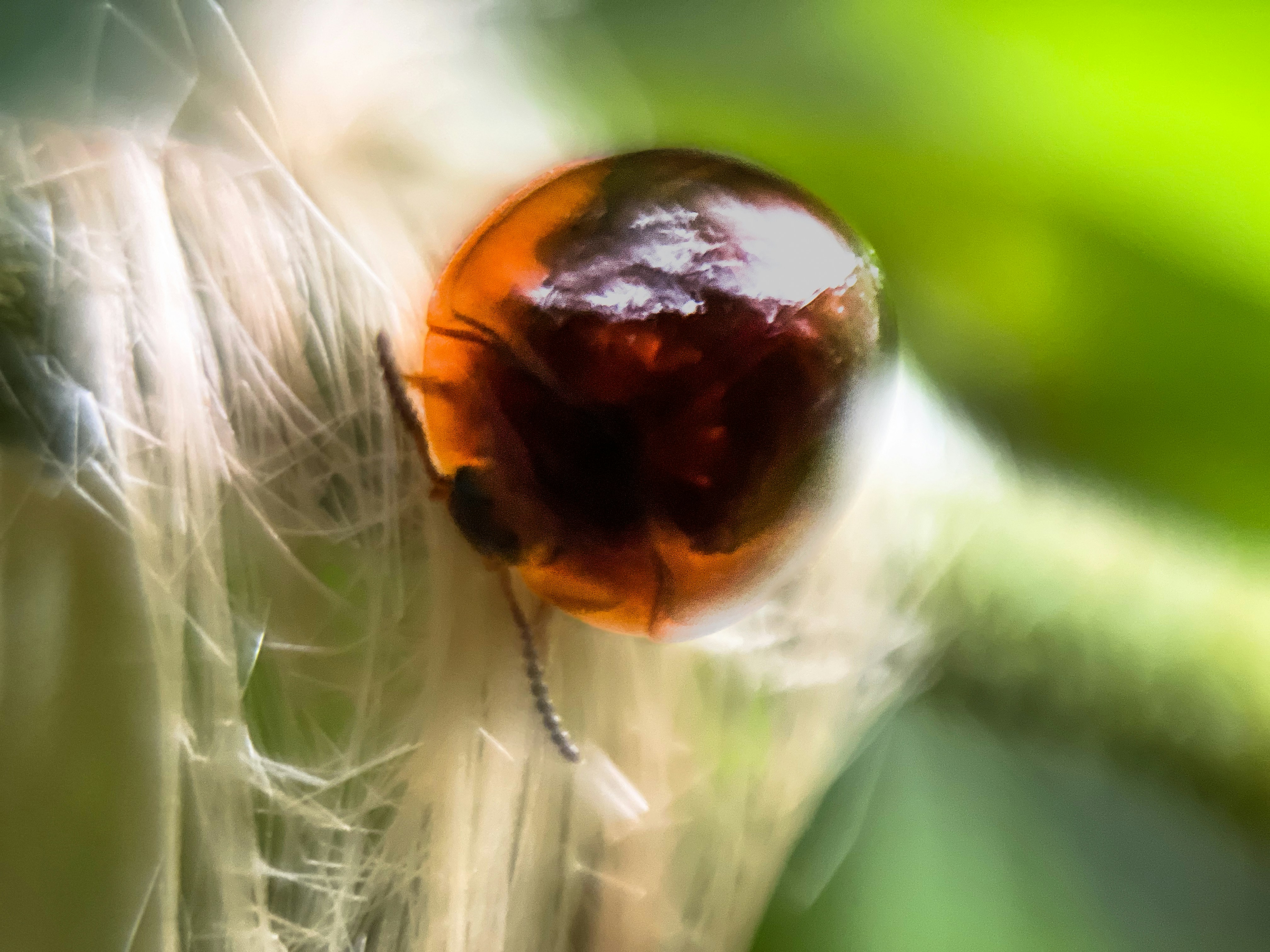 A close up of a bug on a plant photo – Free Invertebrate Image on Unsplash