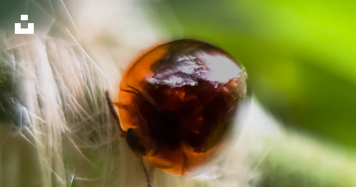 Chlorocoris A close up of a bug on a plant photo – Free Invertebrate Image on Unsplash