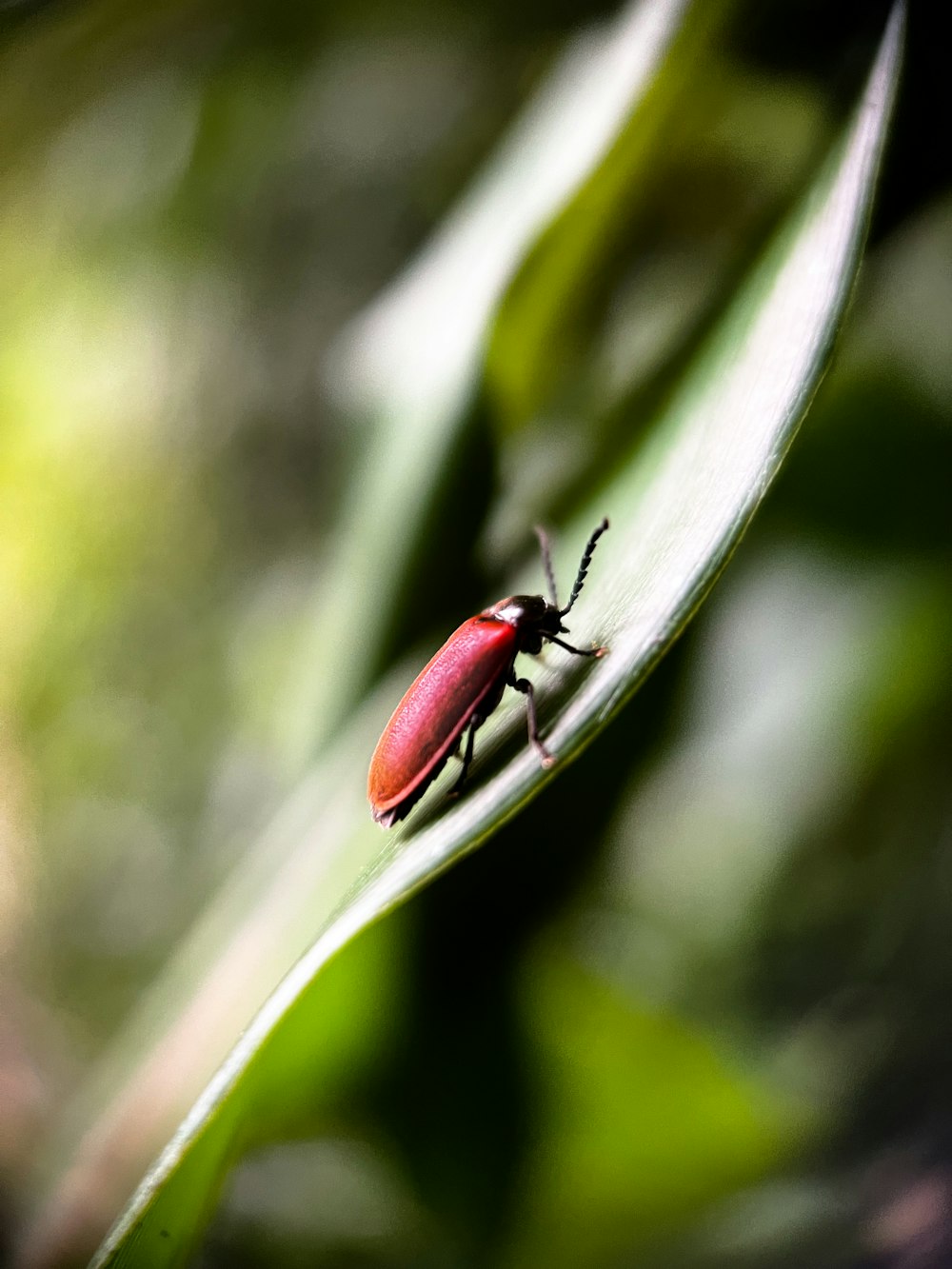Un insecto rojo sentado encima de una hoja verde
