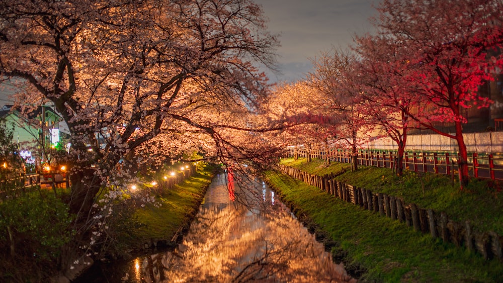 a river running through a lush green park